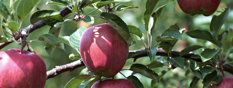 apples1